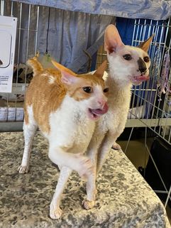 jägersro 2024 cornishrex