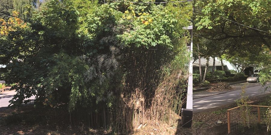 Bamboo Removal and Swale Installation