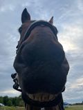 Mule