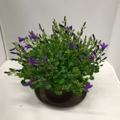 CAMPANULA BLÅ