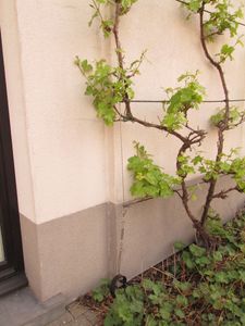 gesmede geleidingen druivelaar