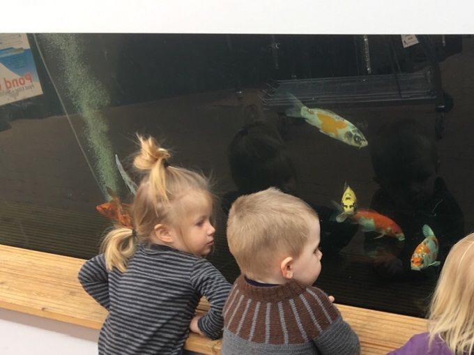 Vi kigger på fisk i Plantorama. 
