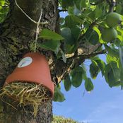 Hoe hang je oorwompotjes in de boom