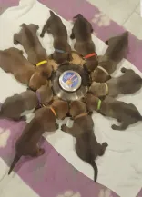 kennel søglimts hvalpe