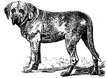Den gamle danske hund