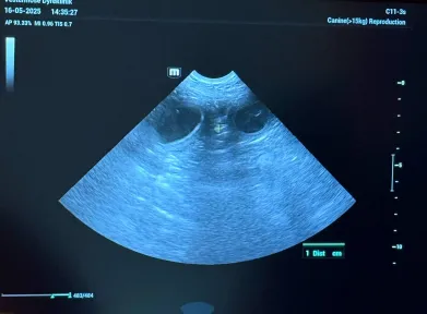 Scanning af Alva