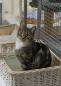 Gertrud