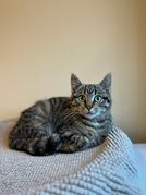Tammi
