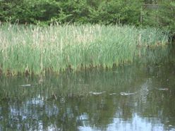 velkomst_og_markning_af_de_13_ander_31_20130811_1709094195