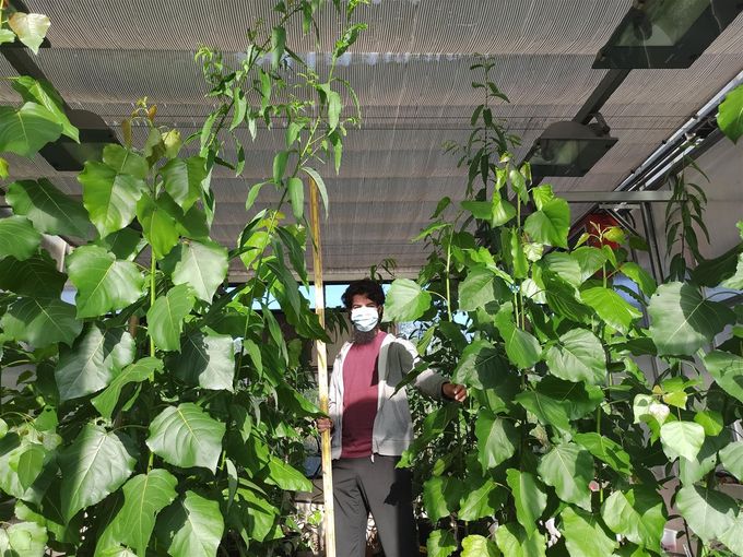 Raúl Pradana, BIOARBIO project