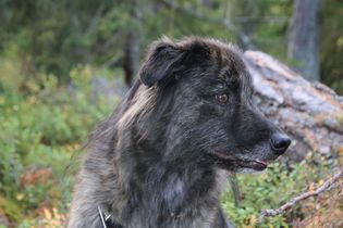 Ella 2022