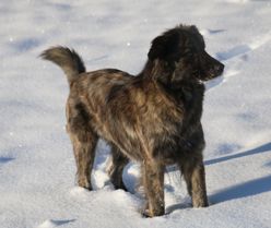 ella snö 4