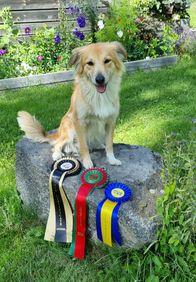 Gryn champion