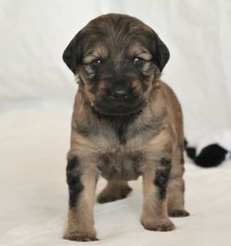 Frode 3 v