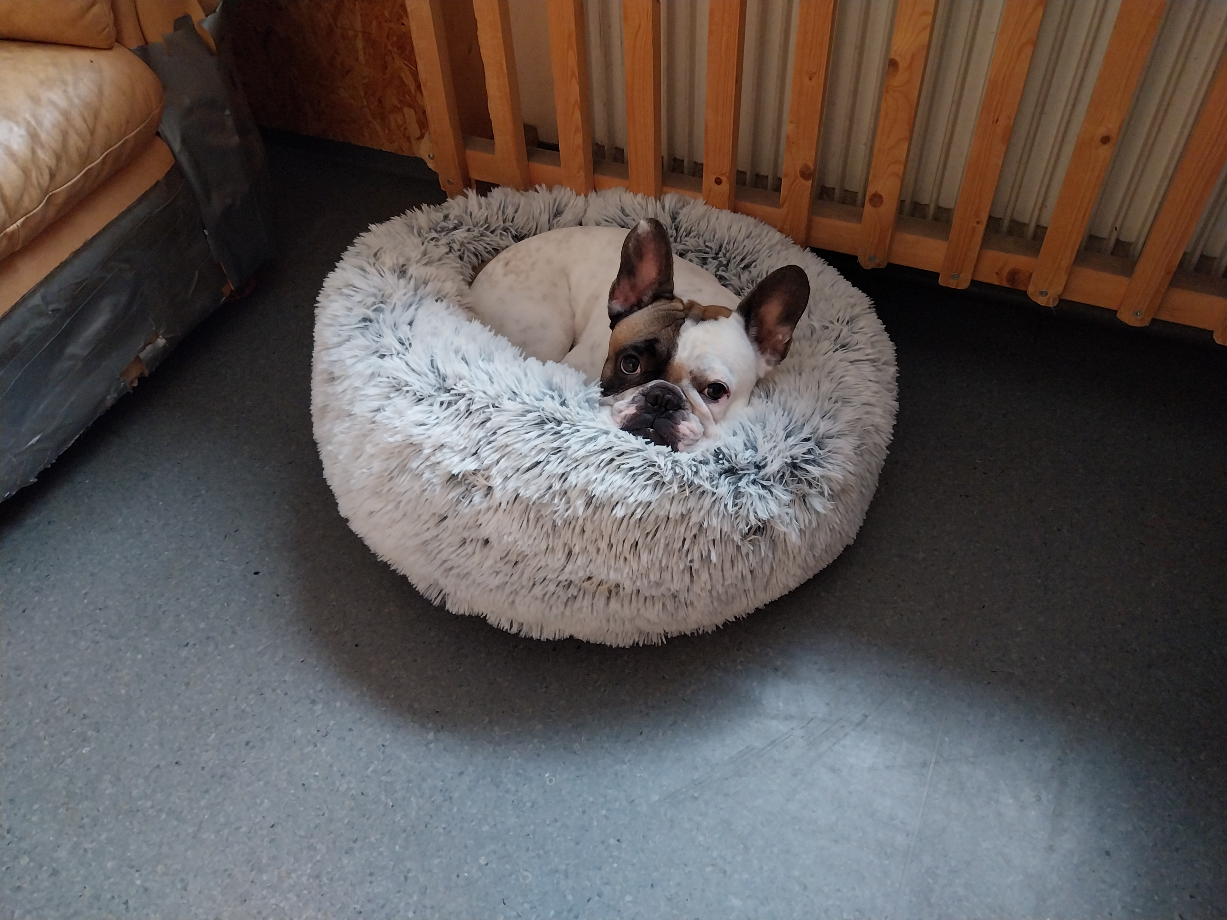 Solatassen Hunddagis galleri bild 3