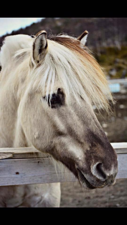 Hest