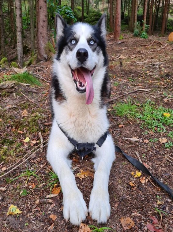 BALTO