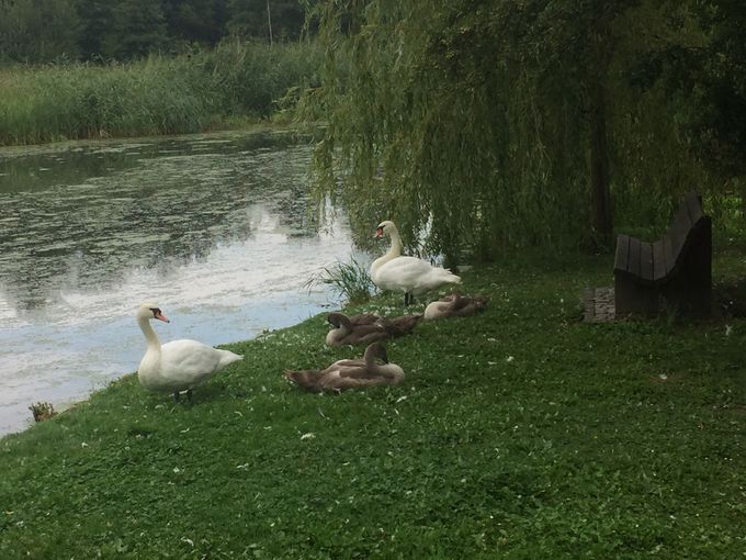 September 2020. Familien 'Svane' holder hvilepause på Ivans Ø. 