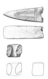 Scientific Illustration 