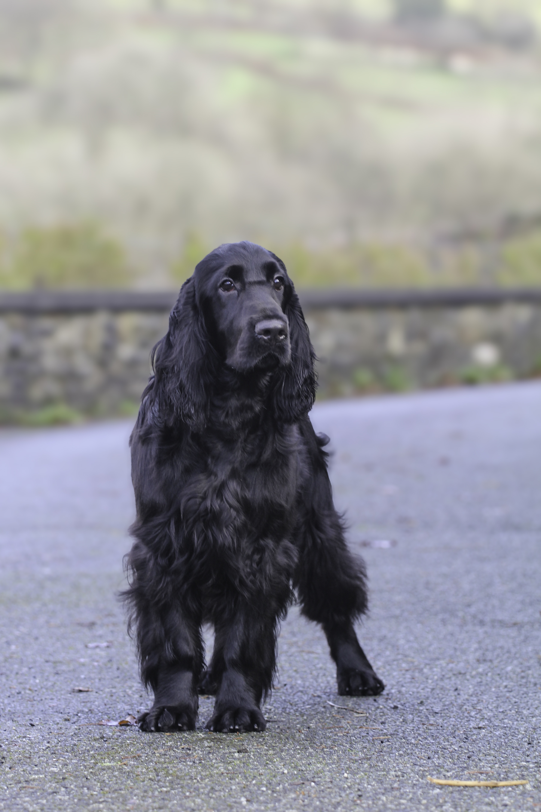 sonnetend field spaniel puppy