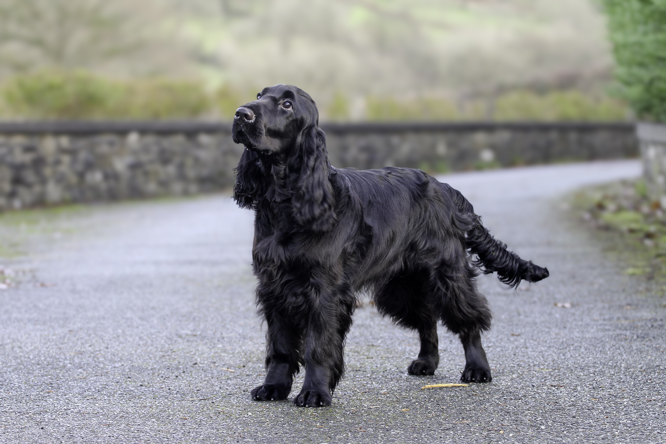 Sonnetend Field Spaniel puppy