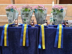 Uppsutten hoppning fyraåringar