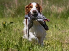 Welsh-Spaniel-3
