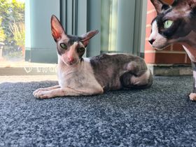 Kira and Cooper