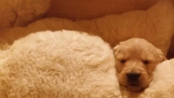 Die Liebe von Hunden ist ehrlich,tief und rein, sie fragen nicht wer du bist und was du hast.....