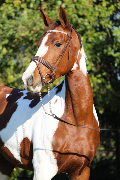 Efir paytida jinsiy aloqa