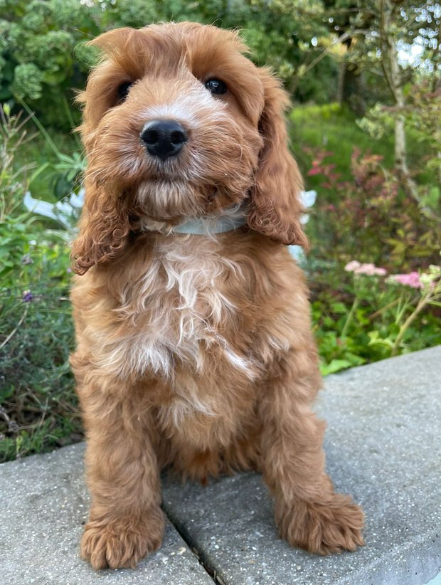 Spring Cockapoo Our Breeds | Spring Well Kennels