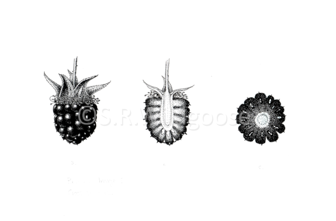 Rubus fruticosus dissection - ink and digital