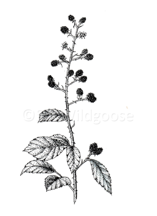 Rubus fruticosus aerial parts - ink and digital