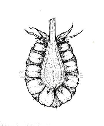 Rubus fruticosus coronal section, ink and digital