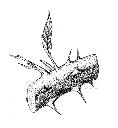 Rubus fruticosus stem section, ink and digital