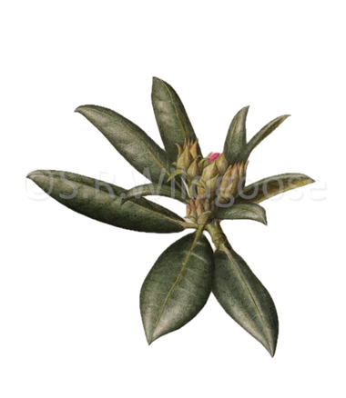 Rhododendron wiltonii - watercolour