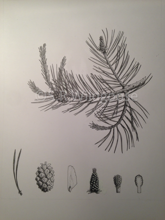 Pinus sylvestris study - ink