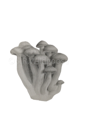 Flammulina filiformis - graphite