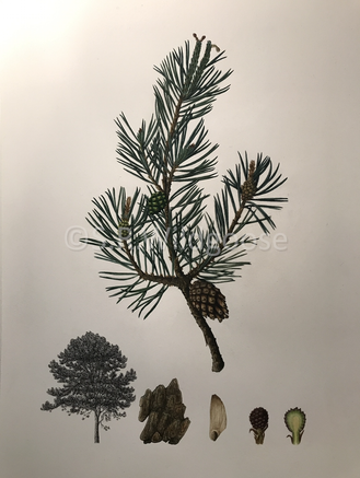 Pinus sylvestris - watercolour and ink
