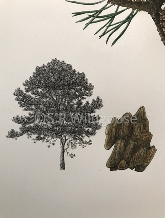 Pinus sylvestris habit and bark detail