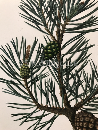 Pinus sylvestris cone detail