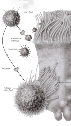 Cilia detail