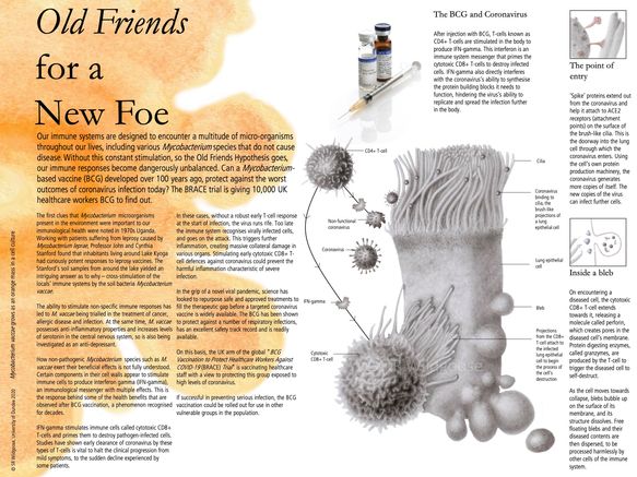 Covid-19 immunotherapy infographic - graphite, watercolour, digital