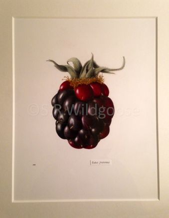 Rubus fruticosus - watercolour