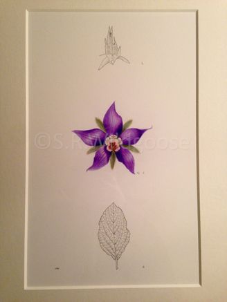 Borago officinalis study- watercolour and ink