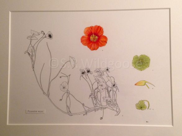 Tropaeolum majus study - watercolour and ink