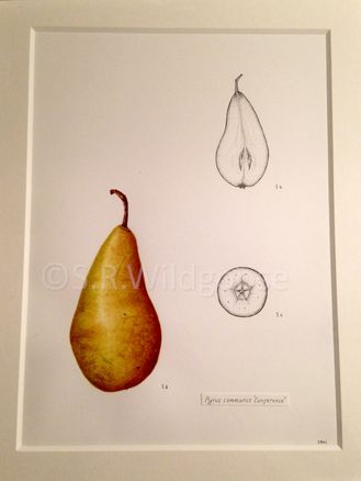 Pyrus communis - watercolour and ink