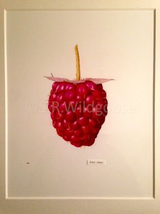 Rubus idaeus - watercolour
