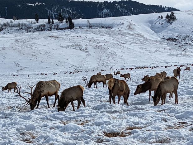 National Elk Refuge