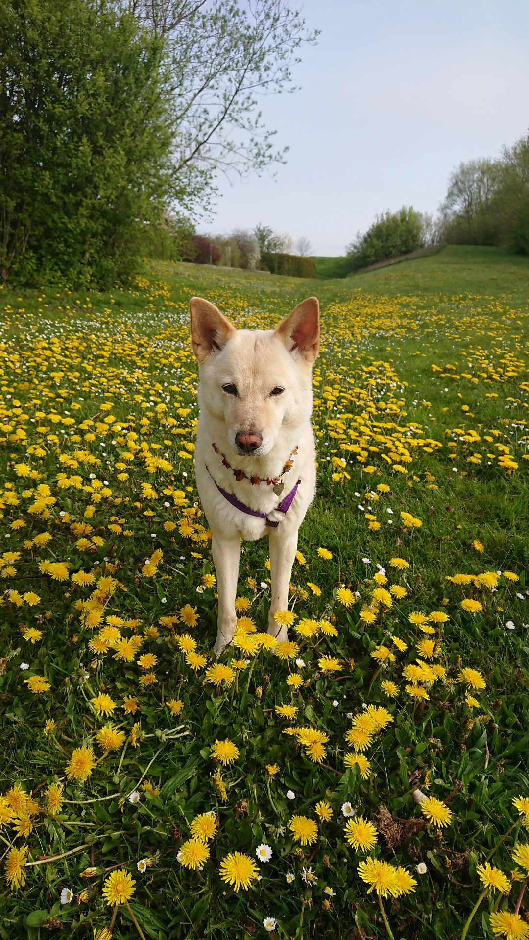 Canaan Dog
